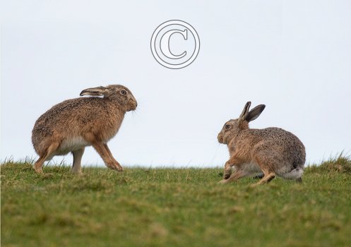   Brown Hares DM2039